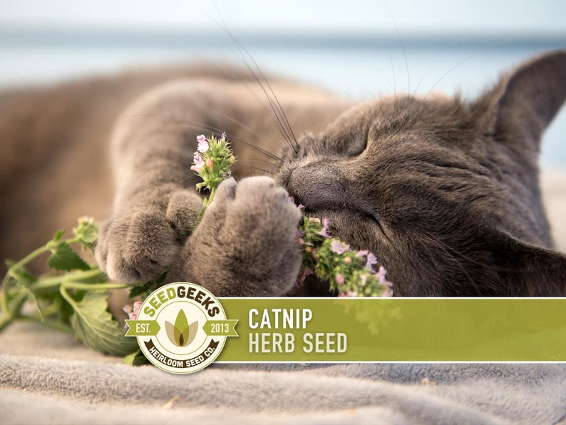 Catnip Herb Seeds | 300+ Heirloom Seeds for Cat Euphoria, Calming Herbal Tea, Bee Garden image 1