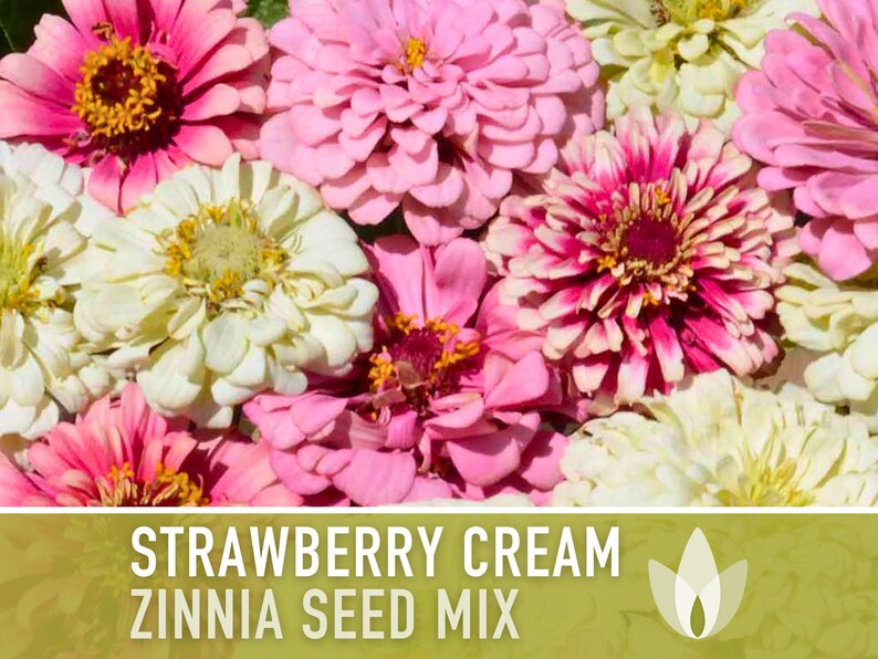 Strawberry Cream Zinnia Seeds | 100+ Seeds, Heirloom Flower Mix for Pollinator Gardens & Bouquets! image 5