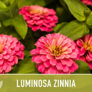 Heirloom Pink Luminosa Zinnia Seeds - 75ct, Very Easy To Grow, Full Sun