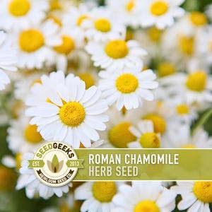 May include: Close-up of Roman chamomile flowers with white petals and yellow centers. The image includes a logo that reads "SEEDGEEKS" and the text "ROMAN CHAMOMILE HERB SEED."