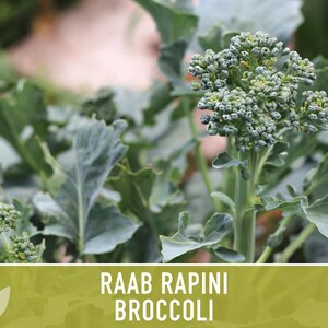 Broccoli Raab Rapini Heirloom Seeds image 12