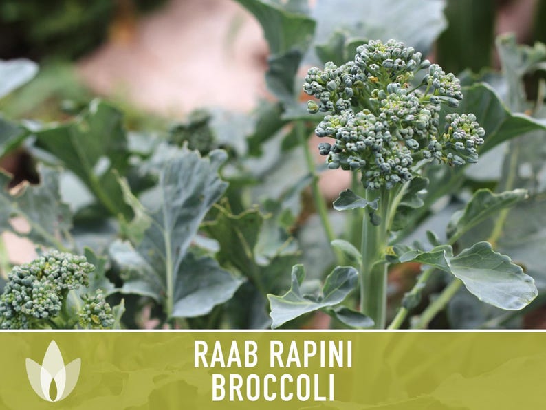 Broccoli Raab Rapini Heirloom Seeds image 12