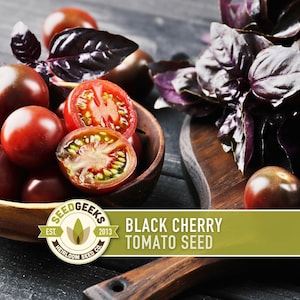 Black Cherry Tomato Seeds - Heirloom, Non-GMO image 1