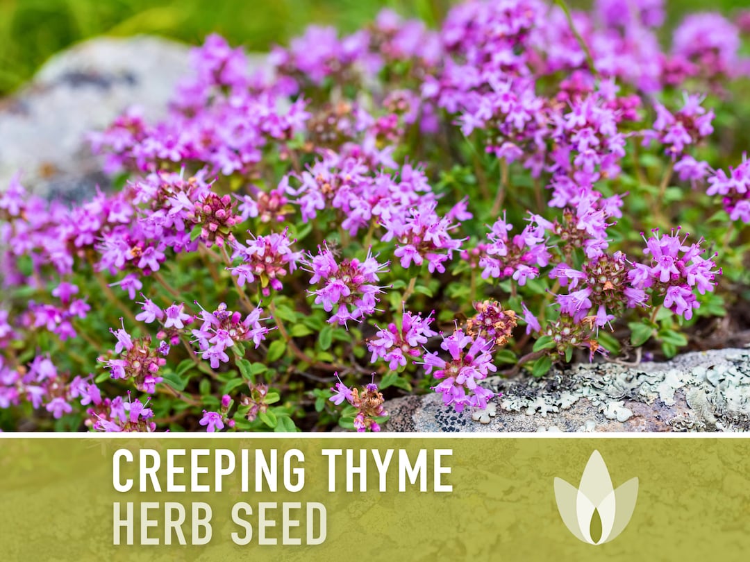 Creeping Thyme Seeds Heirloom Seeds, Thymus Serpyllum, Culinary Herb