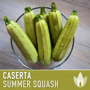 Caserta Summer Squash Seeds - Heirloom Seeds, Cocozelle Squash, Bush Squash, Grilled Squash, Open Pollinated, Non-GMO