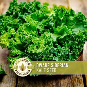May include: A close-up of fresh, vibrant green Dwarf Siberian kale. The leafy greens are displayed on a wooden surface. The image includes a logo that reads "SEED GEEKS" and "DWARF SIBERIAN KALE SEED".