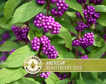 American Beautyberry Seeds | 30+ Seeds, Heirloom, Medicinal, Ornamental | Callicarpa americana