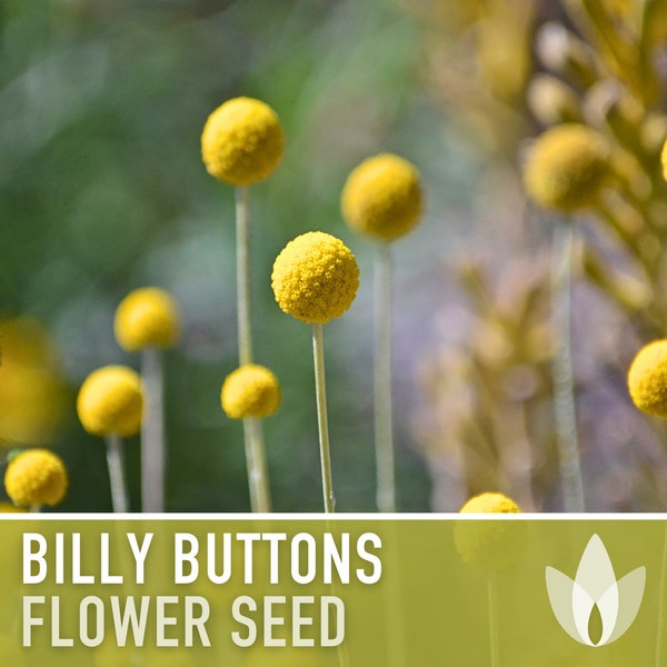 Billy Buttons (Drumsticks) Flower Seeds - Heirloom Seeds, Drumstick Flower, Craspedia Globosa, Cut Flowers, Open Pollinated, Non-GMO