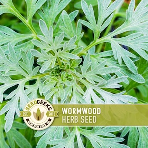 a close-up view of a green plant with large, delicate leaves, likely a type of herb seed. The plant appears to be a species of wormwood, as indicated by the text "SEEDGEEKS EST. 2013 HERB SEED" in the image.