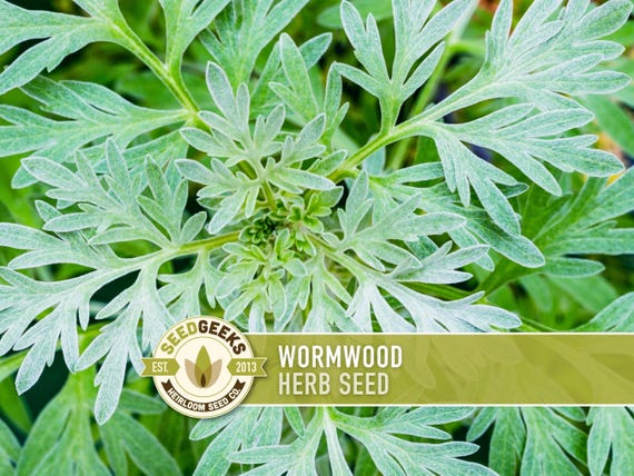 Wormwood Organic Medicinal Herb Seeds - Artemisia Absinthium, Heirloom, Non-GMO