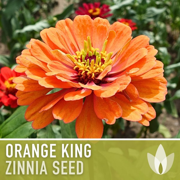 Zinnia, Orange King Heirloom Seeds, Flower Seeds