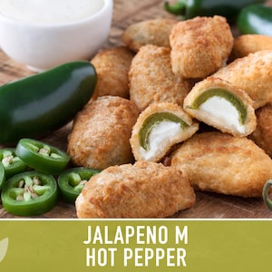 Jalapeno M Heirloom Pepper Seeds | 25+ Seeds, High Yield, Organic, Chili, Capsicum annuum image 11