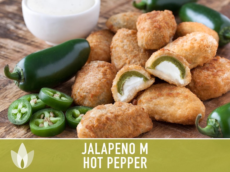 Jalapeno M Heirloom Pepper Seeds | 25+ Seeds, High Yield, Organic, Chili, Capsicum annuum image 11