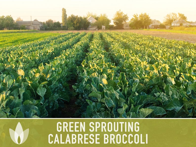 Green Sprouting Calabrese Broccoli Seeds - Heirloom, Organic, Non-GMO, Open Pollinated, Seed Packets image 9