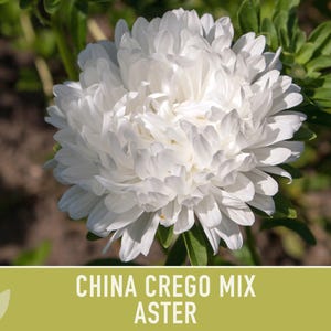China Aster Crego Mix Flower Seeds | 100+ seeds, Heirloom, Nectar Source, Wildflower, Callistephus chinensis image 6
