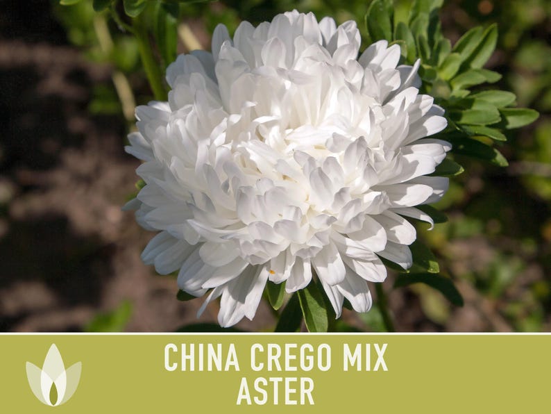 China Aster Crego Mix Flower Seeds | 100+ seeds, Heirloom, Nectar Source, Wildflower, Callistephus chinensis image 6
