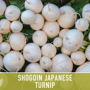 Shogoin Japanese Turnip Heirloom Seeds - Root Vegetables, Fall Garden, Microgreens, Container Garden, Non-GMO Bild 5