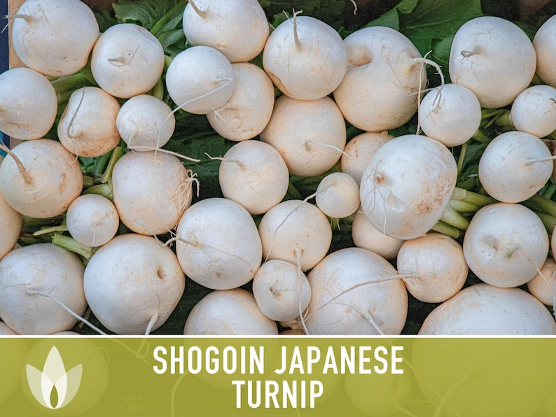 Shogoin Japanese Turnip Heirloom Seeds - Root Vegetables, Fall Garden, Microgreens, Container Garden, Non-GMO Bild 5