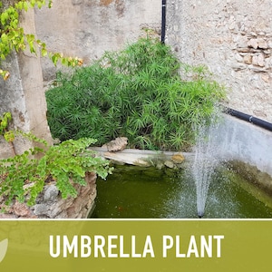 Umbrella Plant Seeds – Cyperus Alternifolius, Ornamental Grass, Non-GMO image 10