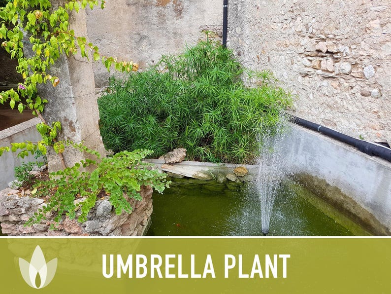 Umbrella Plant Seeds – Cyperus Alternifolius, Ornamental Grass, Non-GMO image 10