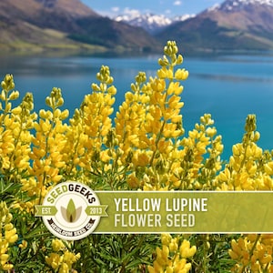 May include: A vibrant image showcases a cluster of bright yellow lupine flowers in full bloom. The flowers are set against a backdrop of a serene lake and snow-capped mountains. The image includes a logo that reads "SEED GEEKS" and the text "YELLOW LUPINE FLOWER SEED."