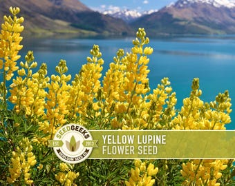 May include: A vibrant image showcases a cluster of bright yellow lupine flowers in full bloom. The flowers are set against a backdrop of a serene lake and snow-capped mountains. The image includes a logo that reads "SEED GEEKS" and the text "YELLOW LUPINE FLOWER SEED."