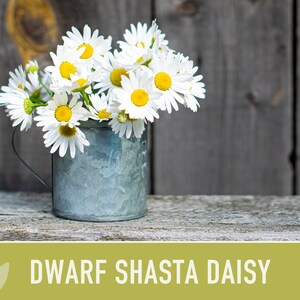 Dwarf Shasta Daisy Flower Seeds Heirloom, Tall Shasta, Edible Flowers, Cut Flowers, Dried Flowers, Container Garden, Cottage Garden image 3