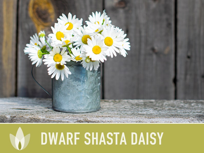 Dwarf Shasta Daisy Flower Seeds Heirloom, Tall Shasta, Edible Flowers, Cut Flowers, Dried Flowers, Container Garden, Cottage Garden image 3