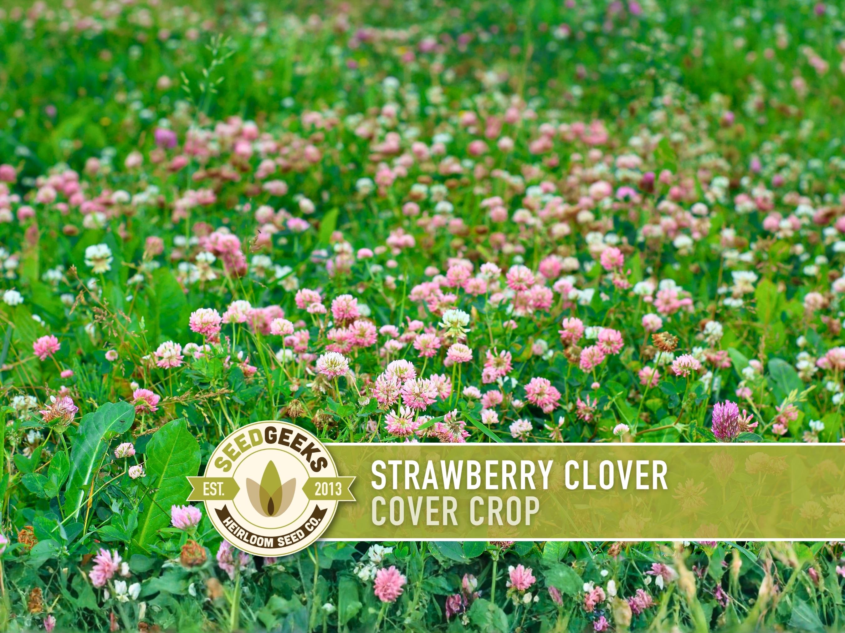 Strawberry Clover Seeds - 1oz, Heirloom, Open Pollinated