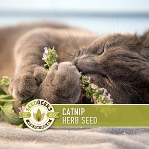 May include: A gray cat is shown enjoying catnip. The cat is lying down, paws gently holding the catnip plant with small purple flowers. The image includes the text "CATNIP HERB SEED" and the Seed Geeks logo.
