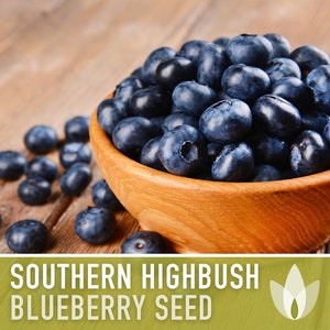 Blueberry, Southern Highbush Seeds - Heirloom Seeds, Duke Blueberry, Bluecrop Blueberry, Medicinal Plant, Open Pollinated, Non-GMO