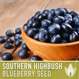 Blueberry, Southern Highbush Seeds - 50 Heirloom Seeds, Duke Blueberry, Bluecrop Blueberry, Medicinal Plant, Pre-Stratified, Non-GMO