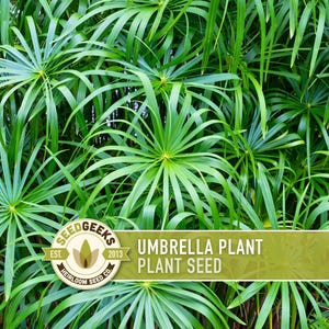 Umbrella Plant Seeds - Non-GMO Heirloom Cyperus Alternifolius image 1