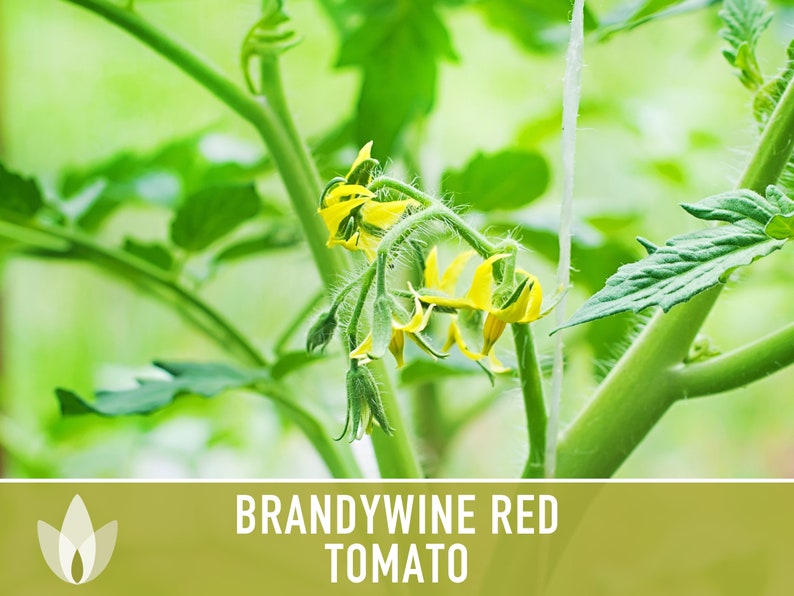 Brandywine Red Tomato Heirloom Seeds Etsy