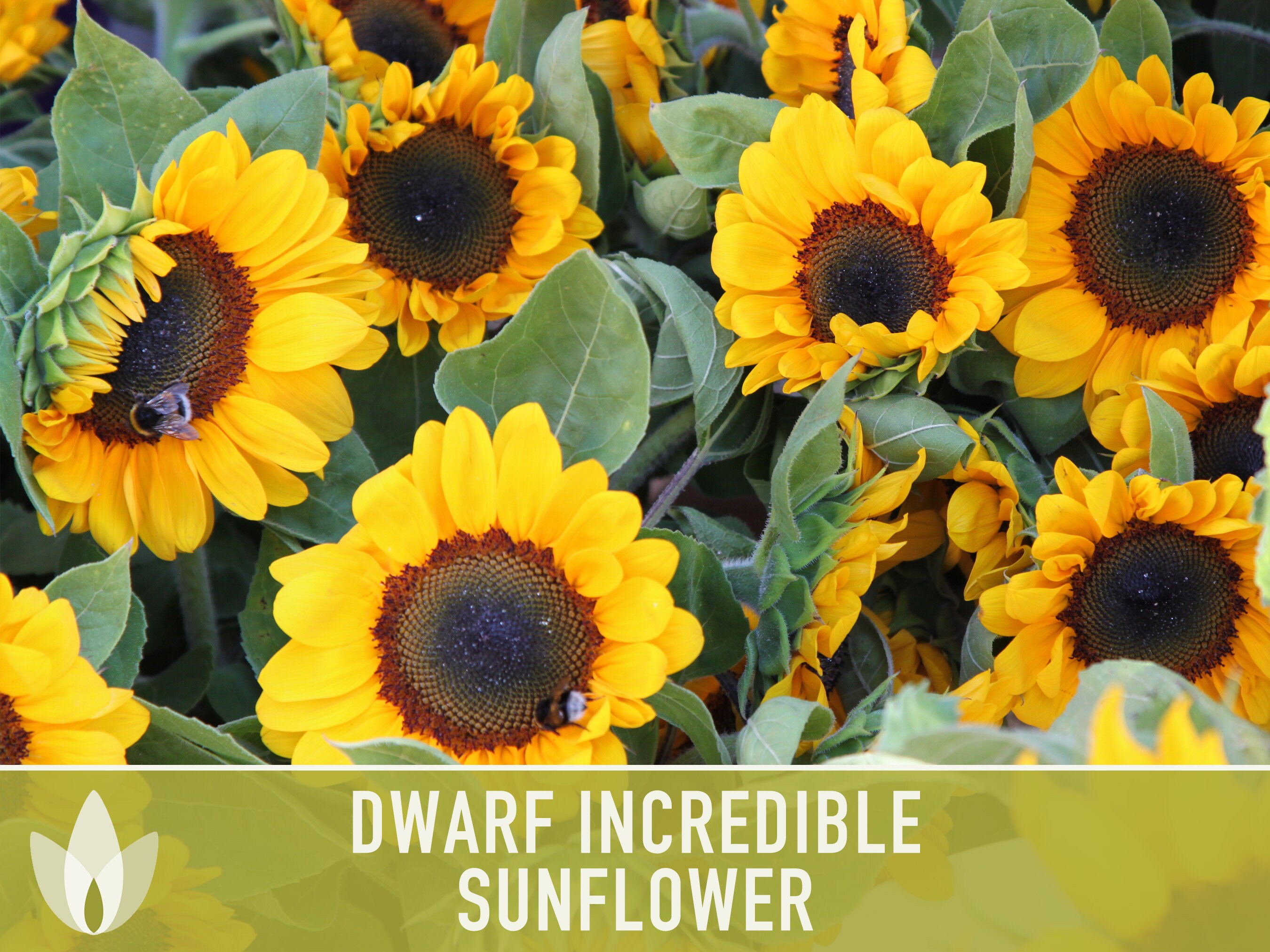 Dwarf Sunflower Seeds | 20+ Seeds, Heirloom Non-gmo, Yellow Blooms ...