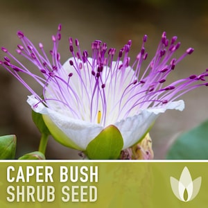 Caper Seeds - Heirloom Seeds, Caper Bush Seeds, Medicinal & Culinary Herb, Capparis Spinosa, Flinders Rose, Evergreen, OP, Non-GMO