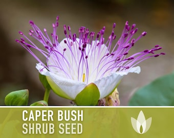 Caper Seeds - Heirloom Seeds, Caper Bush Seeds, Medicinal & Culinary Herb, Capparis Spinosa, Flinders Rose, Evergreen, OP, Non-GMO