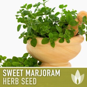 Sweet Marjoram Herb Seeds – Heirloom Culinary Herb, Non-GMO image 5