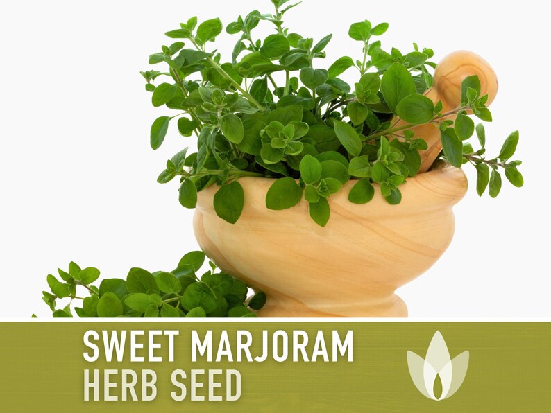Sweet Marjoram Herb Seeds – Heirloom Culinary Herb, Non-GMO image 5