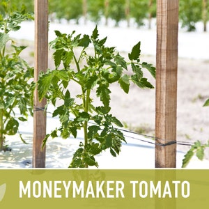 Moneymaker Tomato Seeds Heirloom Seeds, Indeterminate, Slicing Tomato, Sauce Tomato, High Yield, Heat Loving, Salsa Garden, Non-GMO image 8