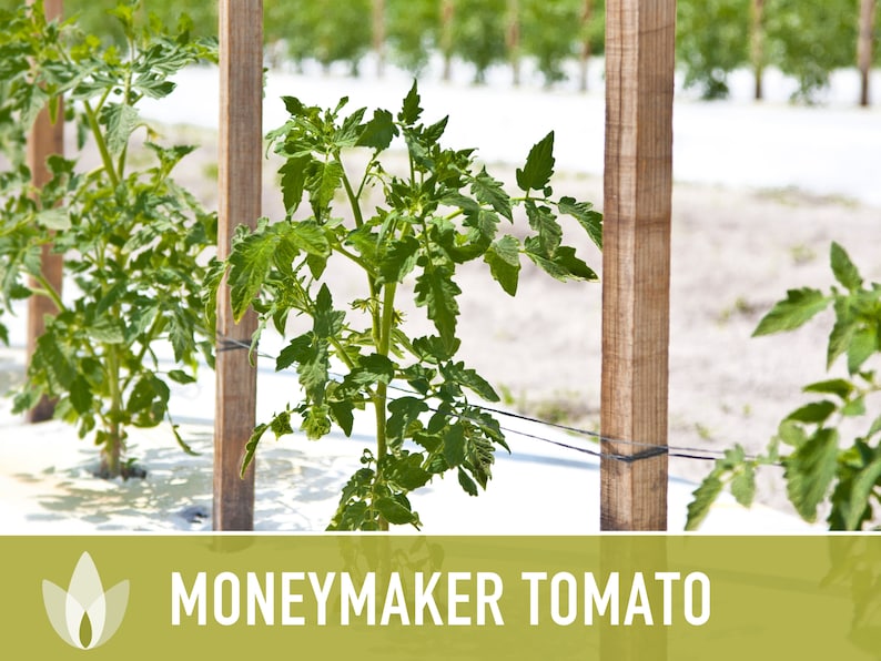 Moneymaker Tomato Seeds Heirloom Seeds, Indeterminate, Slicing Tomato, Sauce Tomato, High Yield, Heat Loving, Salsa Garden, Non-GMO image 8