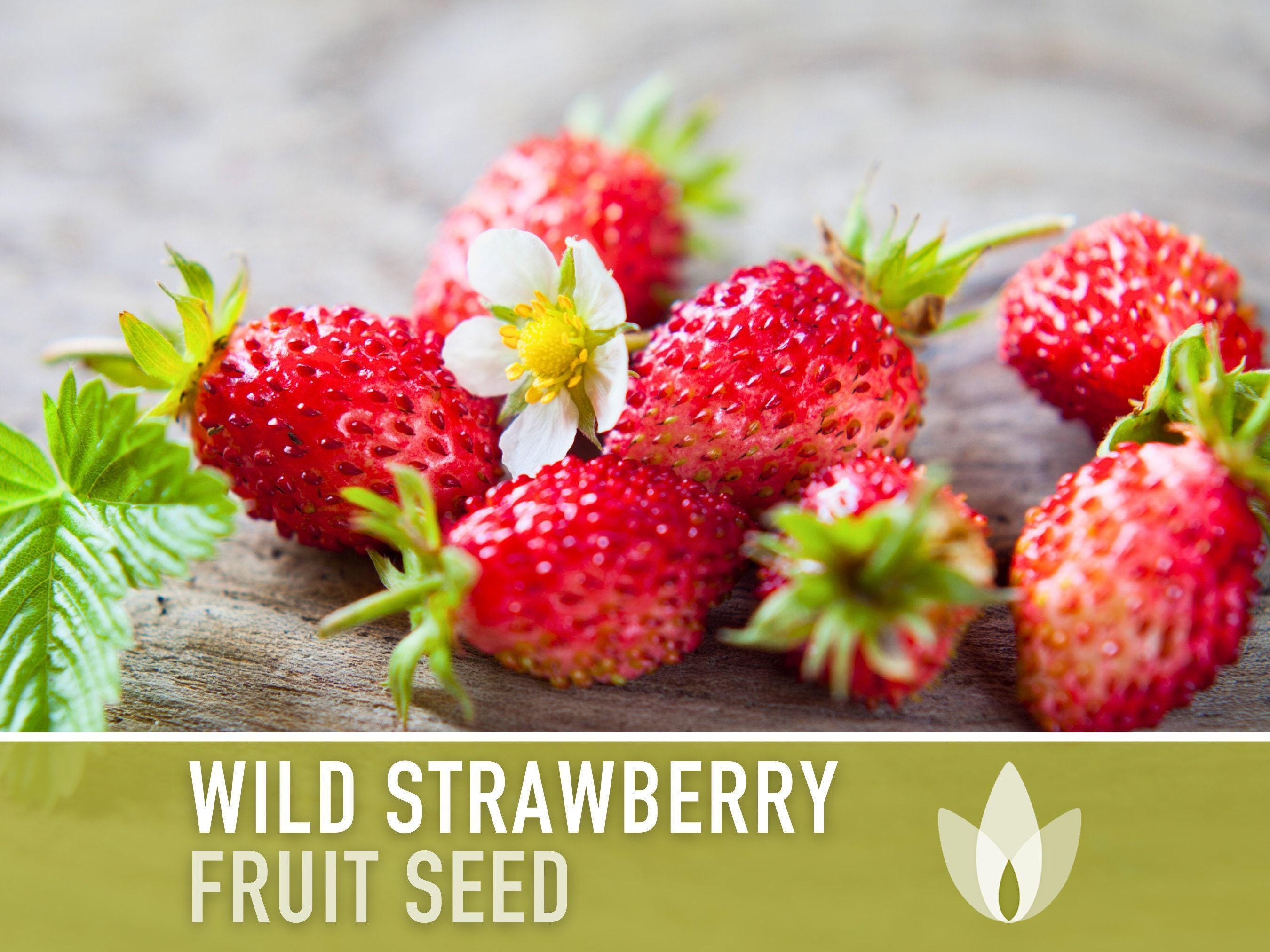 Wild Strawberry Seeds – Heirloom Alpine Variety, Open Pollinated