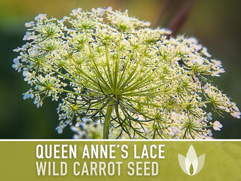 Queen Anne's Lace Seeds – Heirloom Wild Carrot, Pollinator Friendly immagine 9