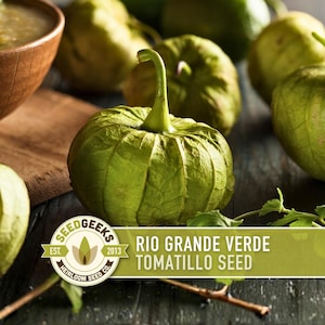 Rio Grande Verde Tomatillo Seeds | 30+ Seeds, Organic Heirloom Non-GMO, Drought Tolerant, Physalis ixocarpa