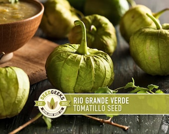 Rio Grande Verde Tomatillo Seeds | 30+ Seeds, Organic Heirloom Non-GMO, Drought Tolerant, Physalis ixocarpa