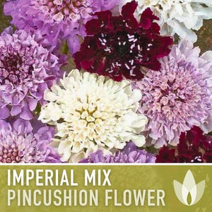 Imperial Mix Pincushion Flower Seeds, Double Blooms, Pollinator Garden image 10