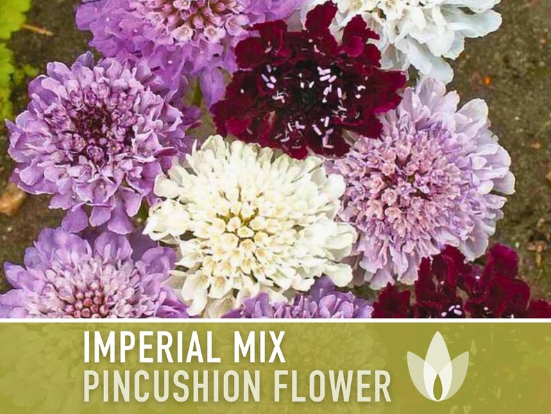 Imperial Mix Pincushion Flower Seeds, Double Blooms, Pollinator Garden image 10