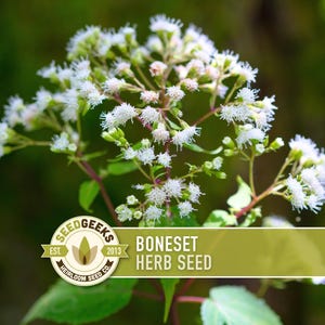 May include: A close-up of a flowering plant with clusters of small, white blossoms. The plant has green leaves and stems, with a blurred green background. The image includes a logo that says "Seed Geeks" and the text "Boneset Herb Seed."