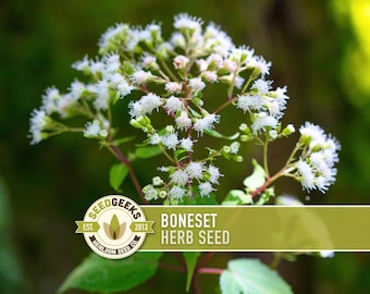 Semillas de hierba de la eucalipto - Planta medicinal tradicional, jardín polinizador