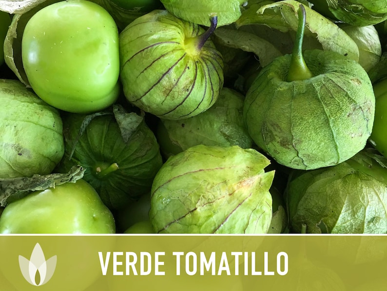 Tomatillo Verde Heirloom Seeds Etsy